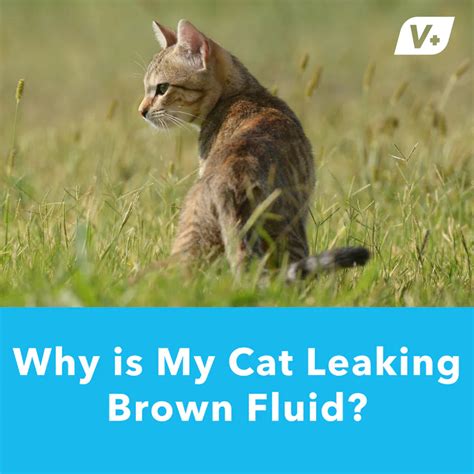 male cat leaking brown fluid|Cat Leaking Brown Fluid – Causes, Symptoms, and Treatment